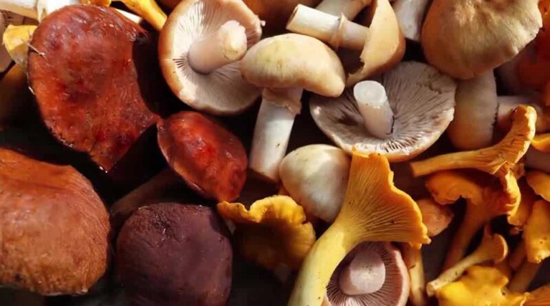 What consumers should watch for as mushrooms become popular as a food